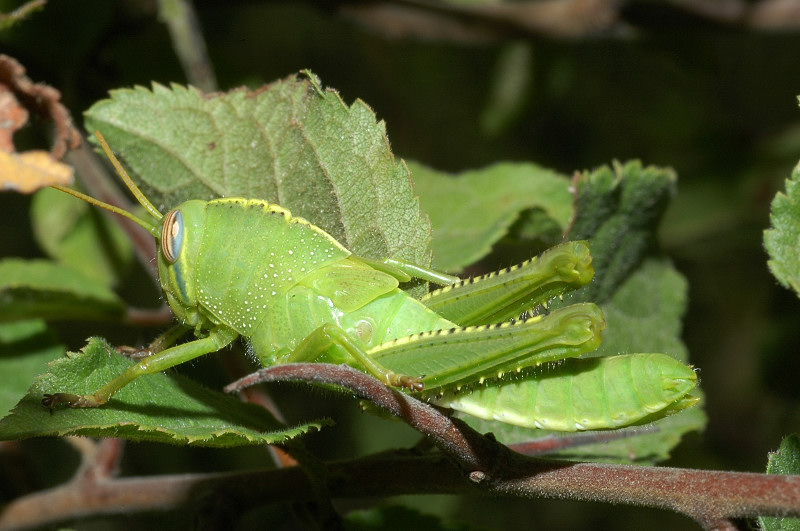 Giovane esemplare di Anacridium aegyptium