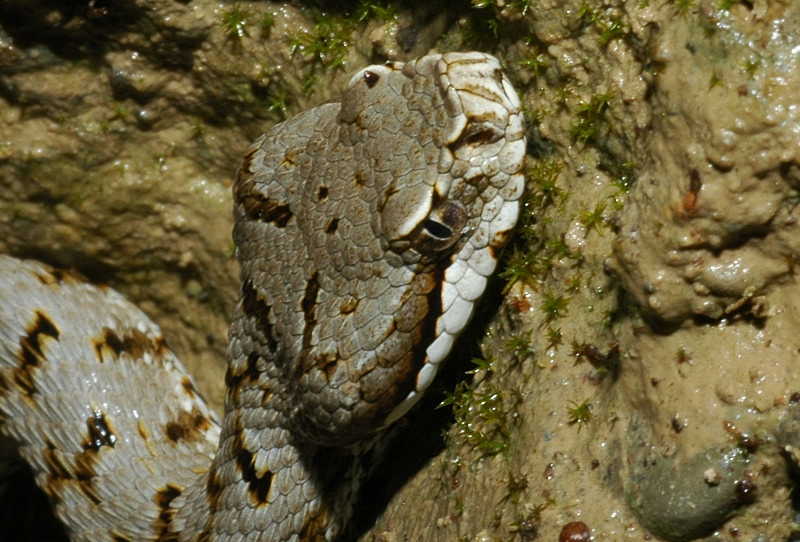 Vipera aspis in acqua