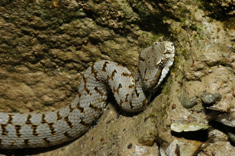 Vipera aspis in acqua