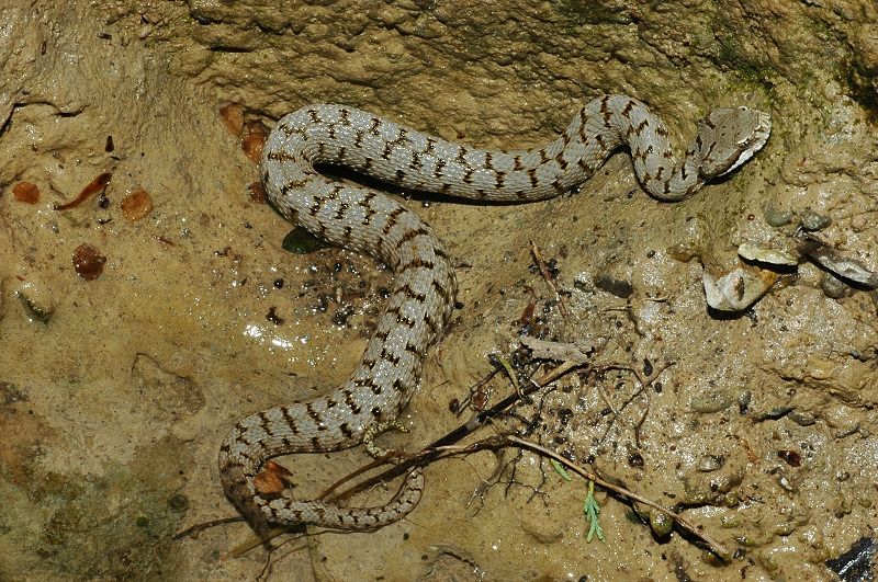 Vipera aspis in acqua