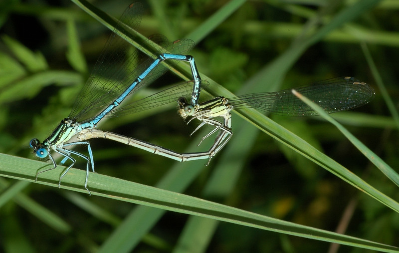 Libellule in accoppiamento: Platycnemis pennipes