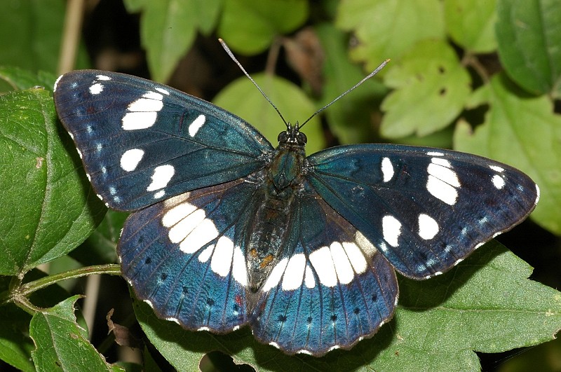 Limenitis reducta