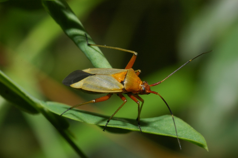 Calocoris nemoralis e sue forme di colore