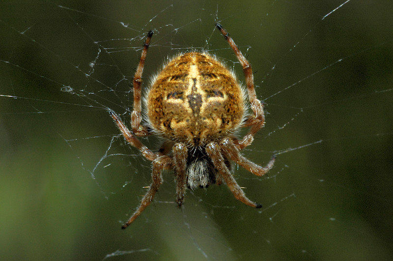 Agalenatea redii