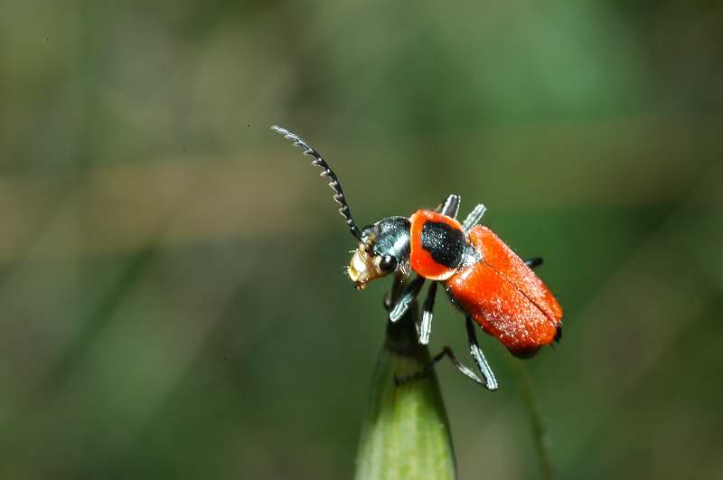 Clanoptilus rufus