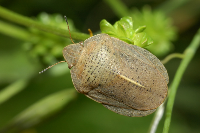 Eurygaster austriaca e Sciocoris helferi (Heteroptera)