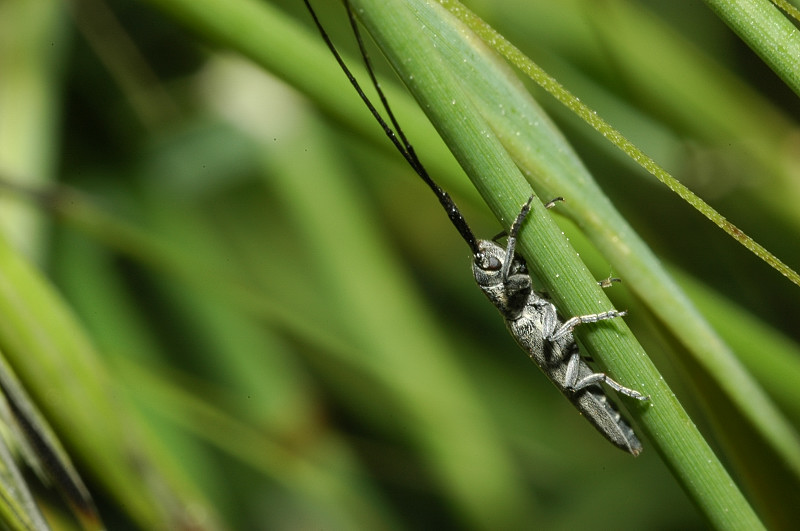 Calamobius filum