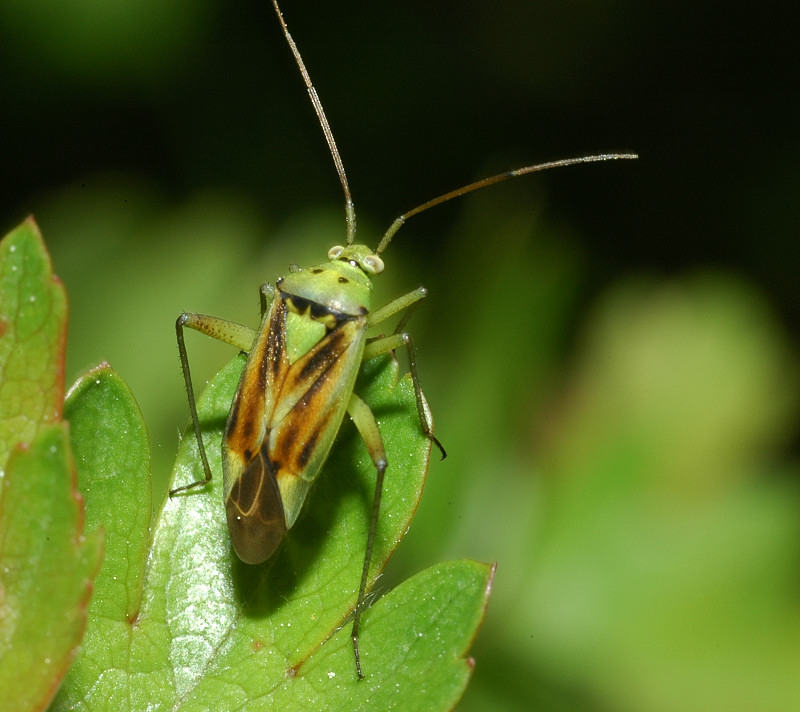 Closterotomus trivialis, C.norwegicus (Heteroptera, Miridae)