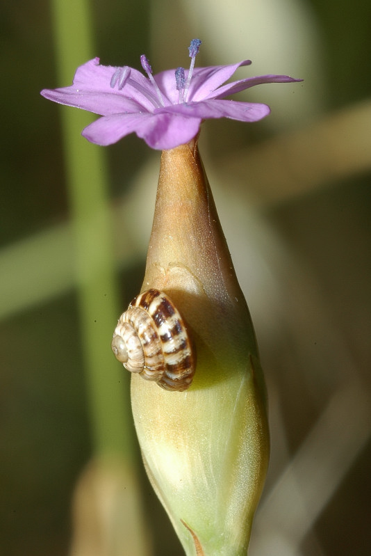 Garofanino? no, Petrorhagia sp.