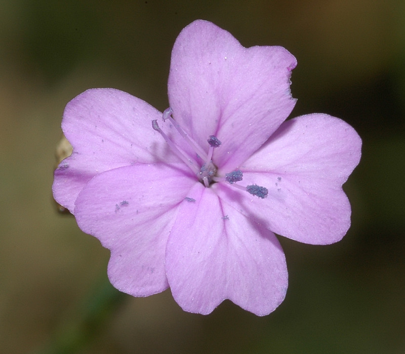 Garofanino? no, Petrorhagia sp.