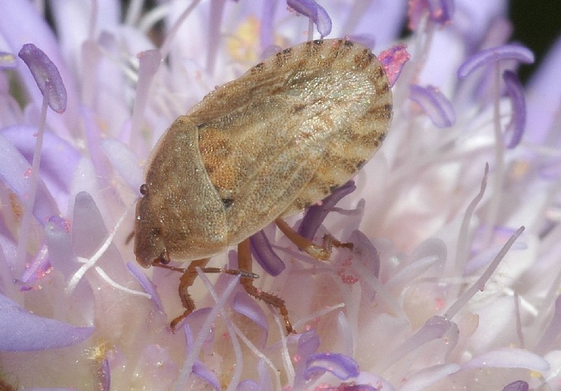 Eurygaster austriaca e Sciocoris helferi (Heteroptera)