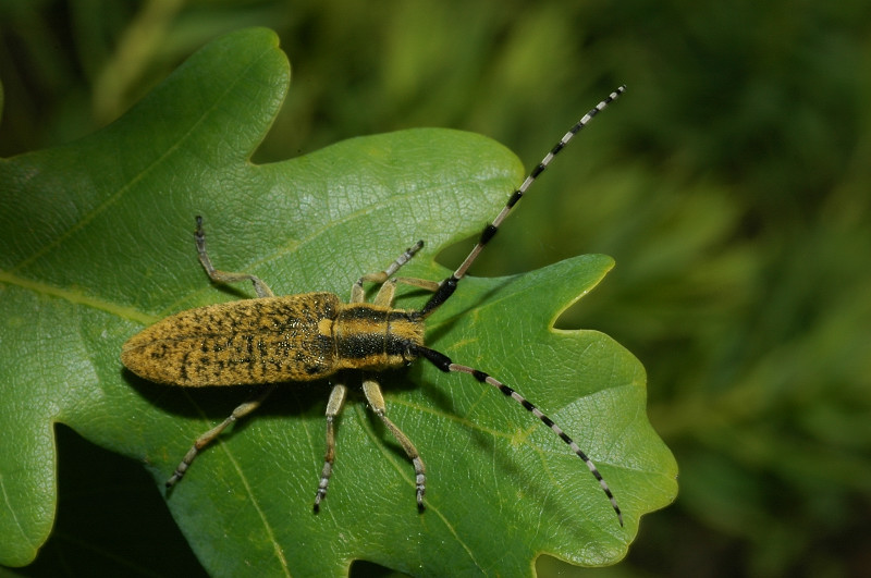 Agapanthia sicula malmerendii (Cerambycidae)