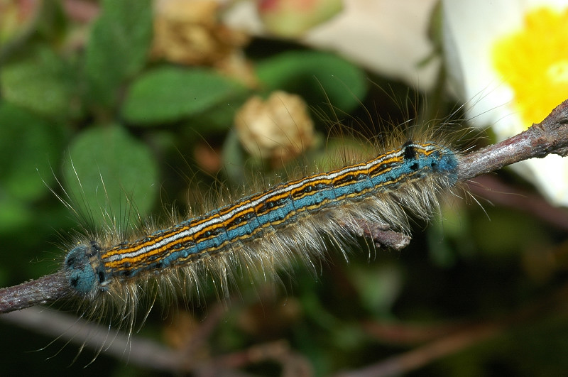 Malacosoma neustria