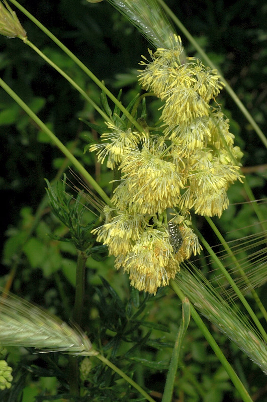 Ignoro - Thalictrum sp.
