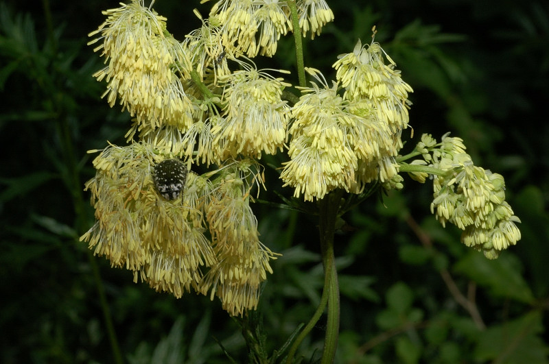 Ignoro - Thalictrum sp.