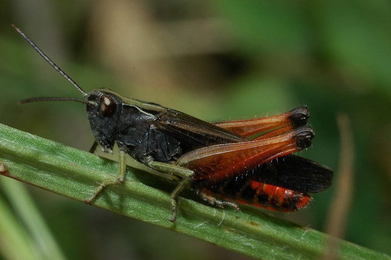 Cavalletta rossa: Omocestus rufipes (Acrididae)