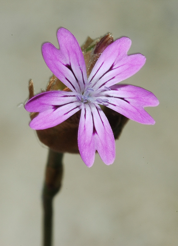 Garofanino? no, Petrorhagia sp.