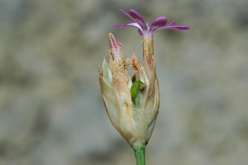 Garofanino? no, Petrorhagia sp.