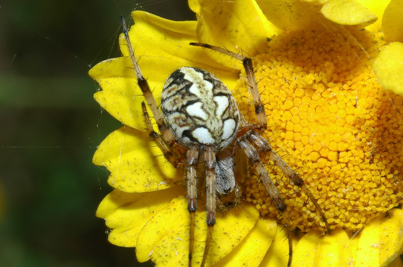 Neoscona adianta
