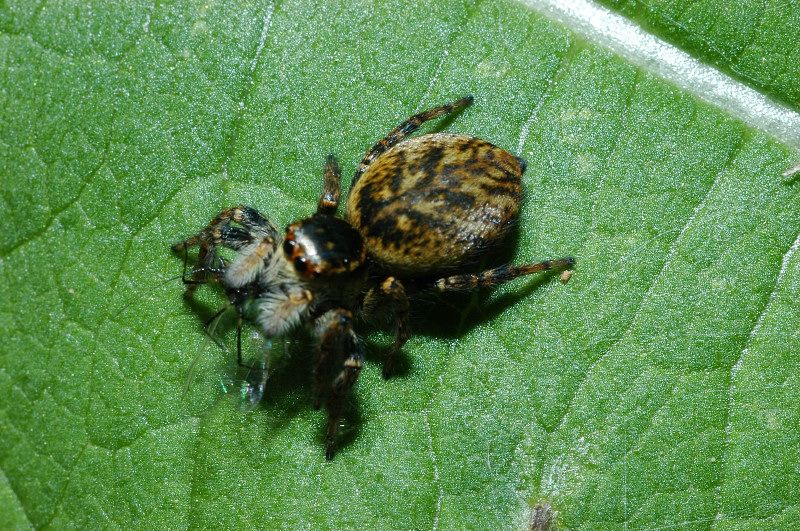 Neoscona adianta