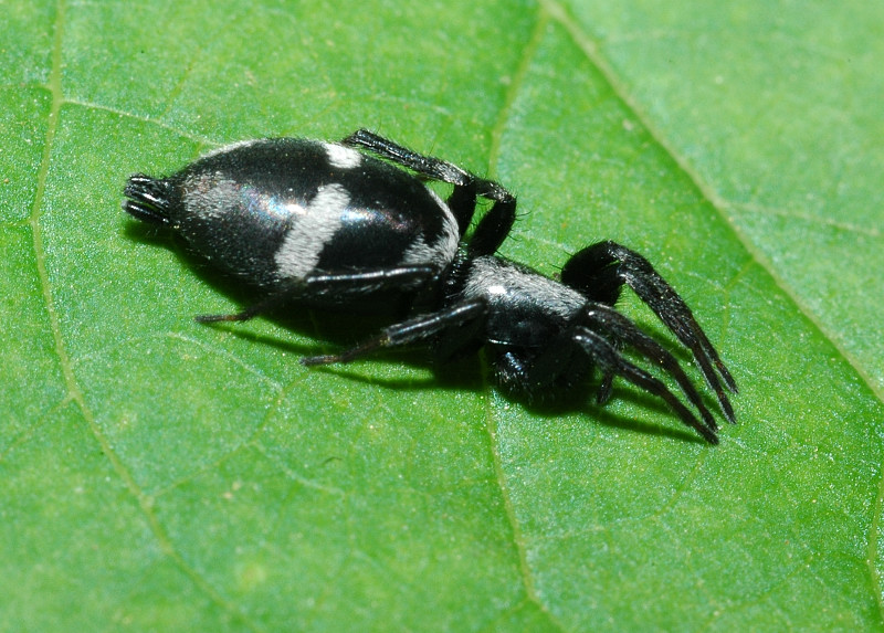 Neoscona adianta