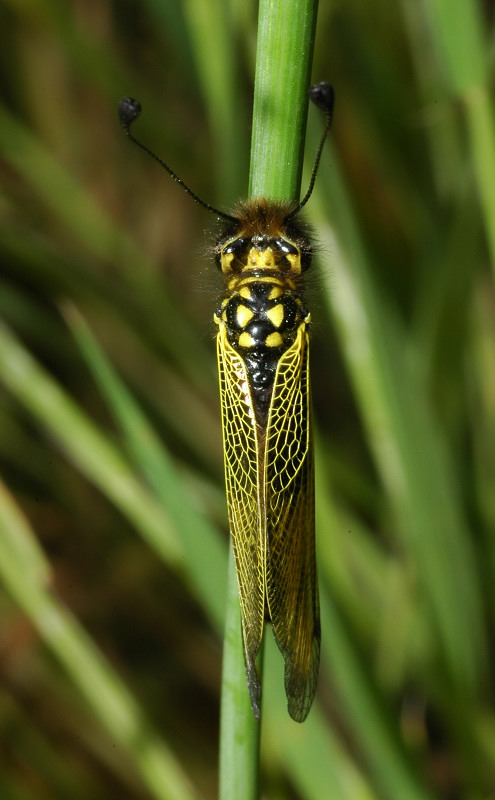 Lilbelloides longicornis (Planipennia, Ascalaphidae)