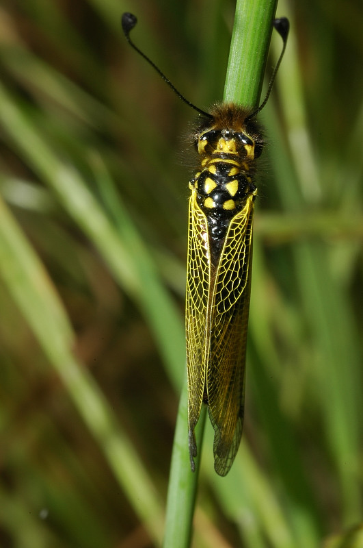 Lilbelloides longicornis (Planipennia, Ascalaphidae)