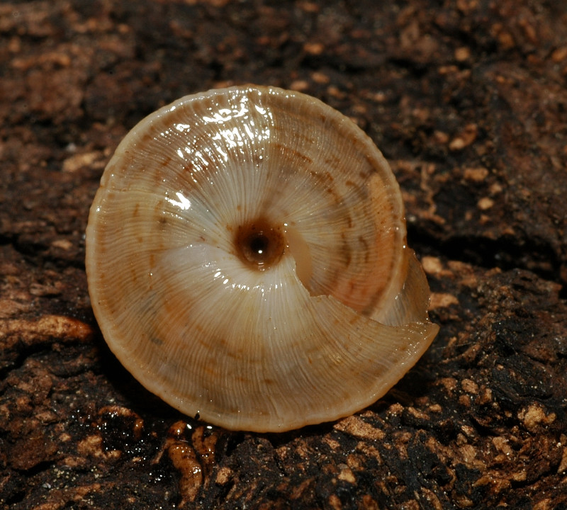 Chiocciola molto depressa: Trochoidea elegans