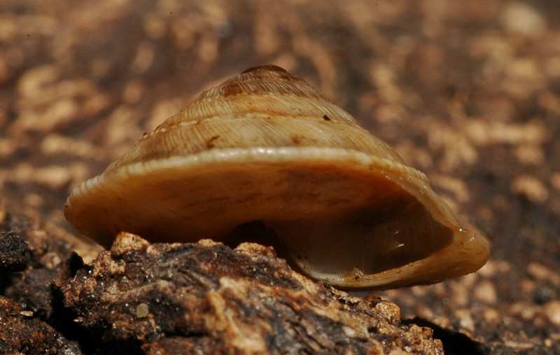 Chiocciola molto depressa: Trochoidea elegans