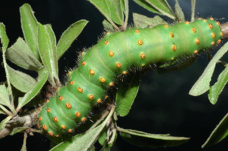 Bruco di Saturnia pavoniella