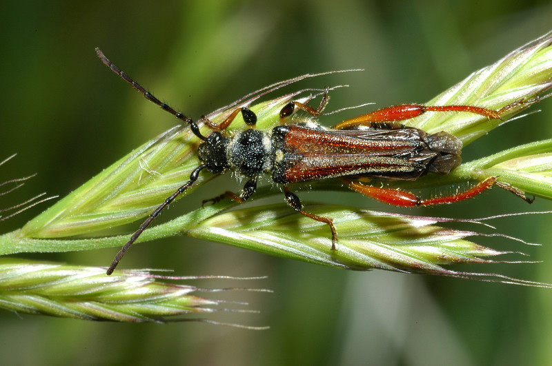 Stenopterus rufus e Oedemera flavipes