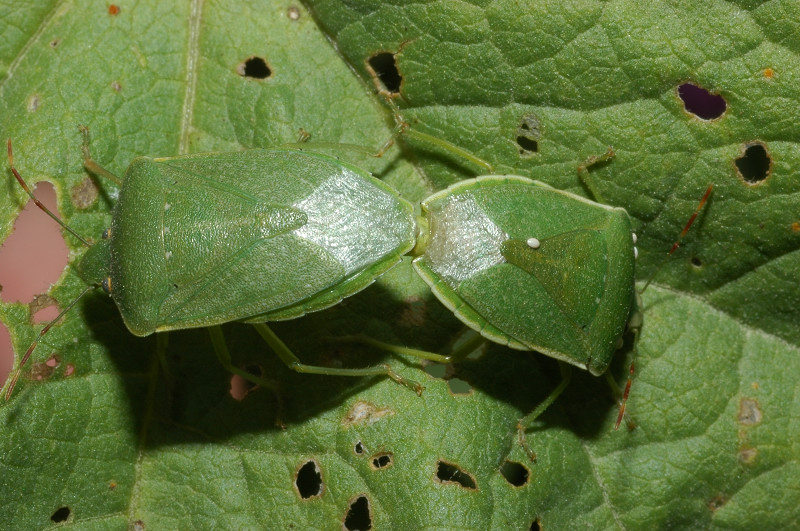 Nezara viridula