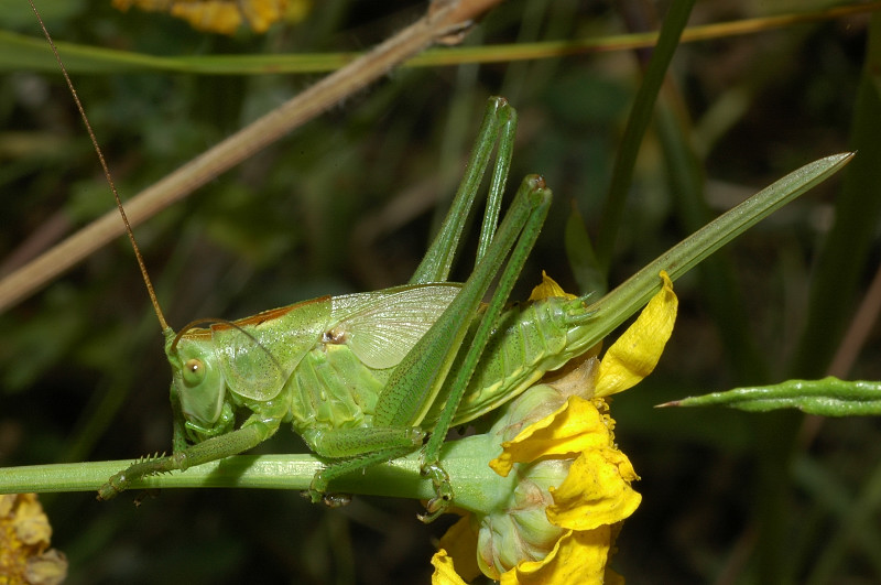 Neanide di Tettigonia viridissima