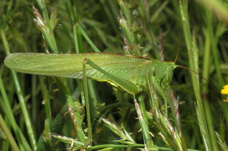 Tettigonia viridissima (Orthoptera, Tettigoniidae)