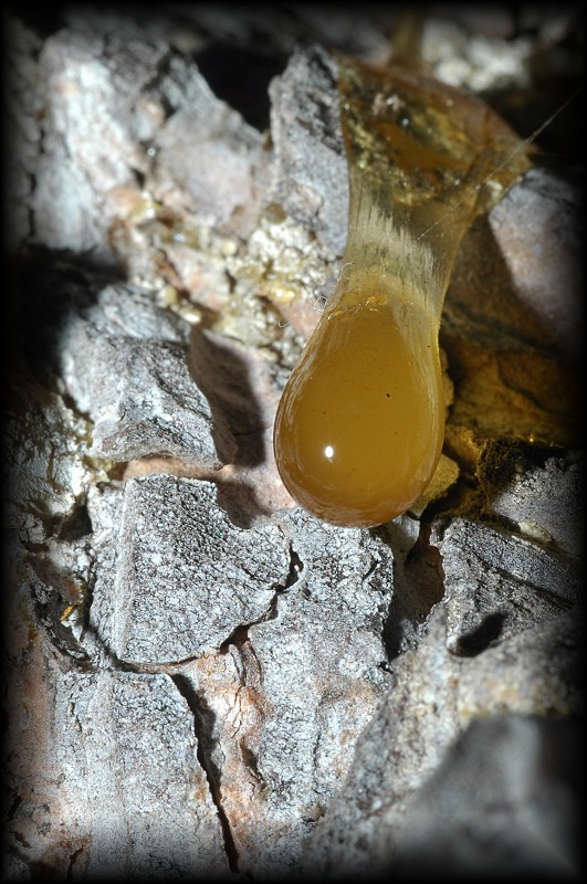 particolari