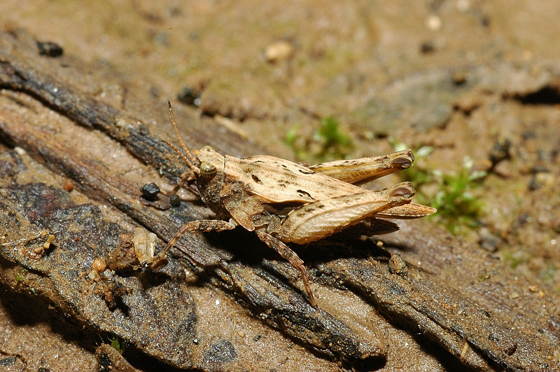 Due Tetrigidae: Tetrix cfr. subulata