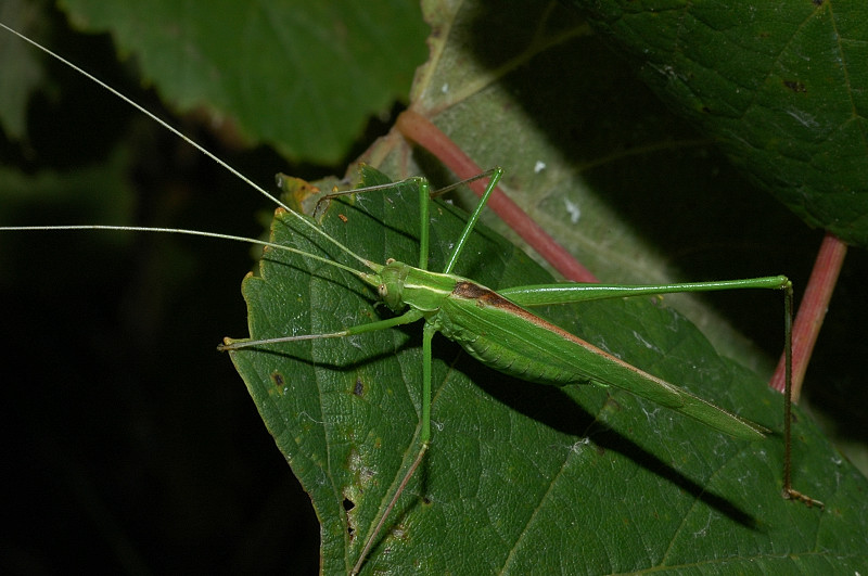 Ortottero Tylopsis liliifolia