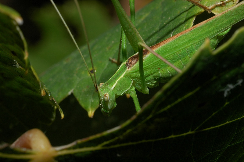 Ortottero Tylopsis liliifolia