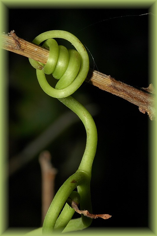 particolari