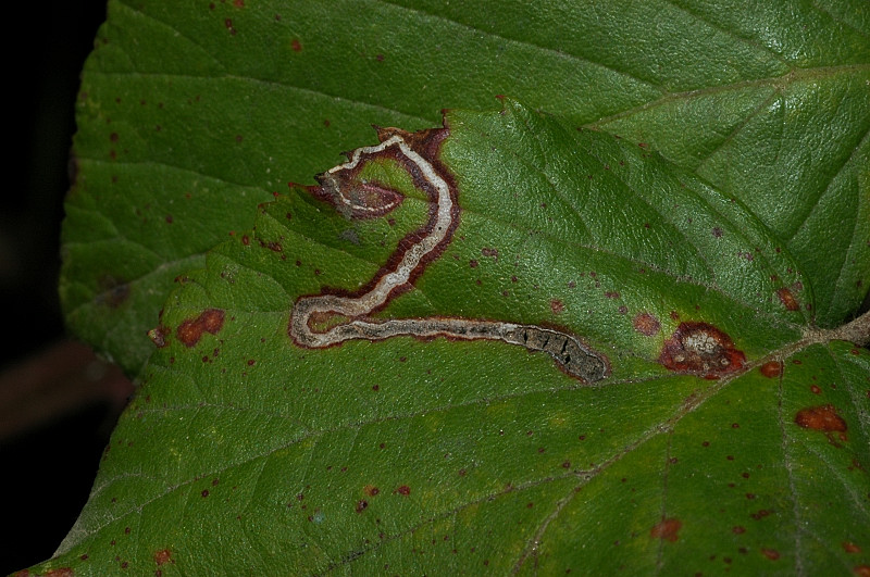 Lepidotteri minatori (Gracillaridae?)