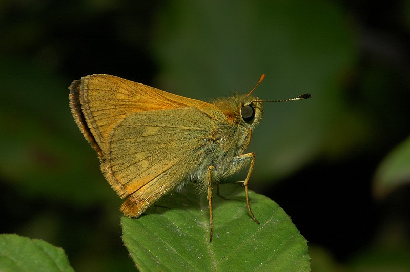 Ochlodes sylvanus