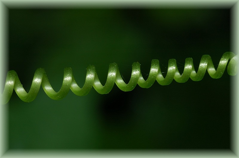 particolari