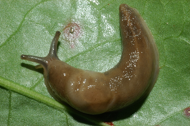 Limax ?