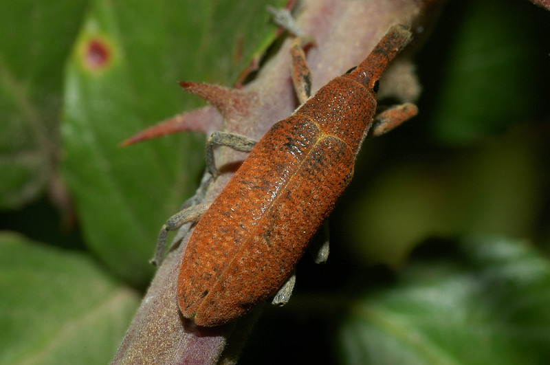 Lixus bardanae