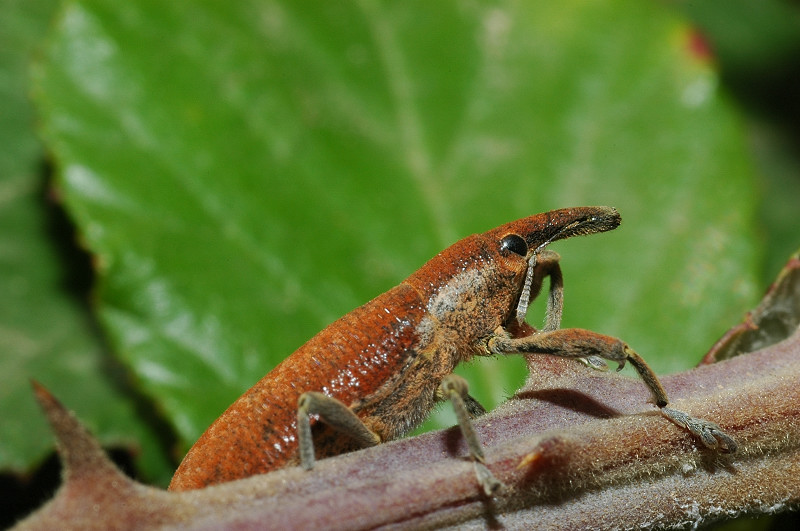 Lixus bardanae