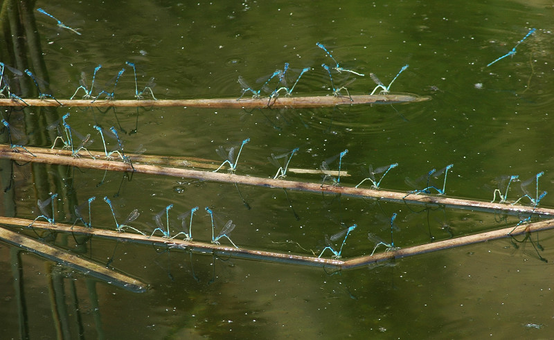 Coenagrion puella (Odonata, Coenagrionidae)