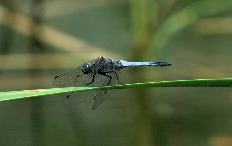 Orthetrum cancellatum (Odonata, Libellulidae)