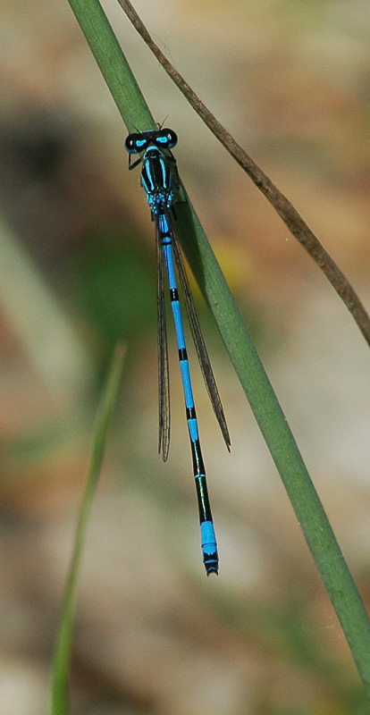Coenagrion puella (Odonata, Coenagrionidae)