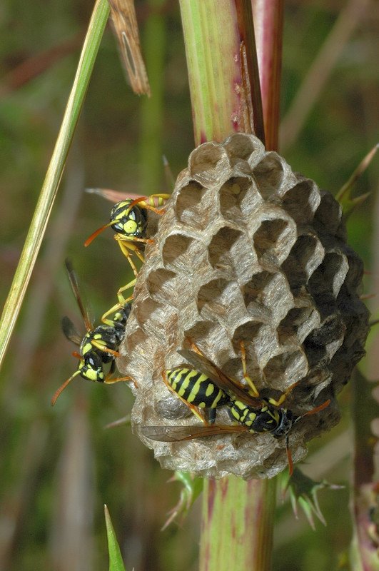 Polistes dominula