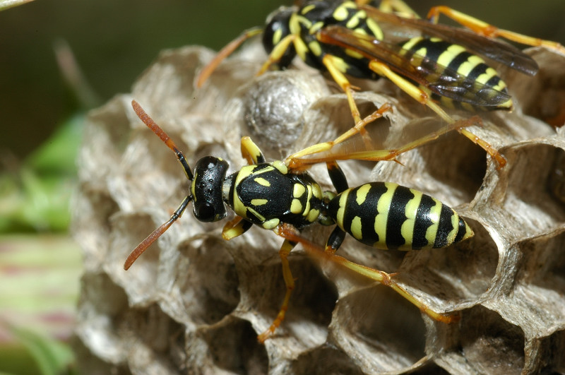 Polistes dominula